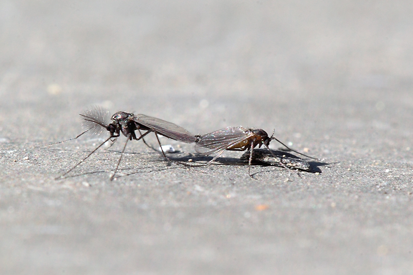 Chironomidae